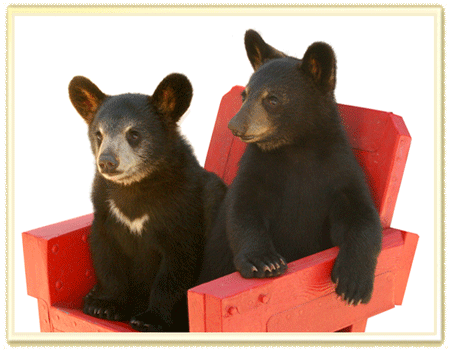 Bear Cubs Tula & Mishka at Clark's Bears Bear Shows