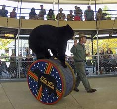 clarks bear show