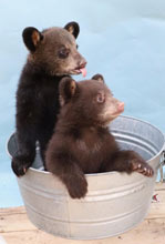 Bear Cubs Tula & Mishka at Clark's Bears Bear Shows